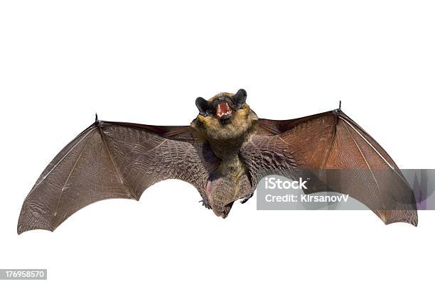 Pipistrello - Fotografie stock e altre immagini di Pipistrello - Pipistrello, Sfondo bianco, Scontornabile