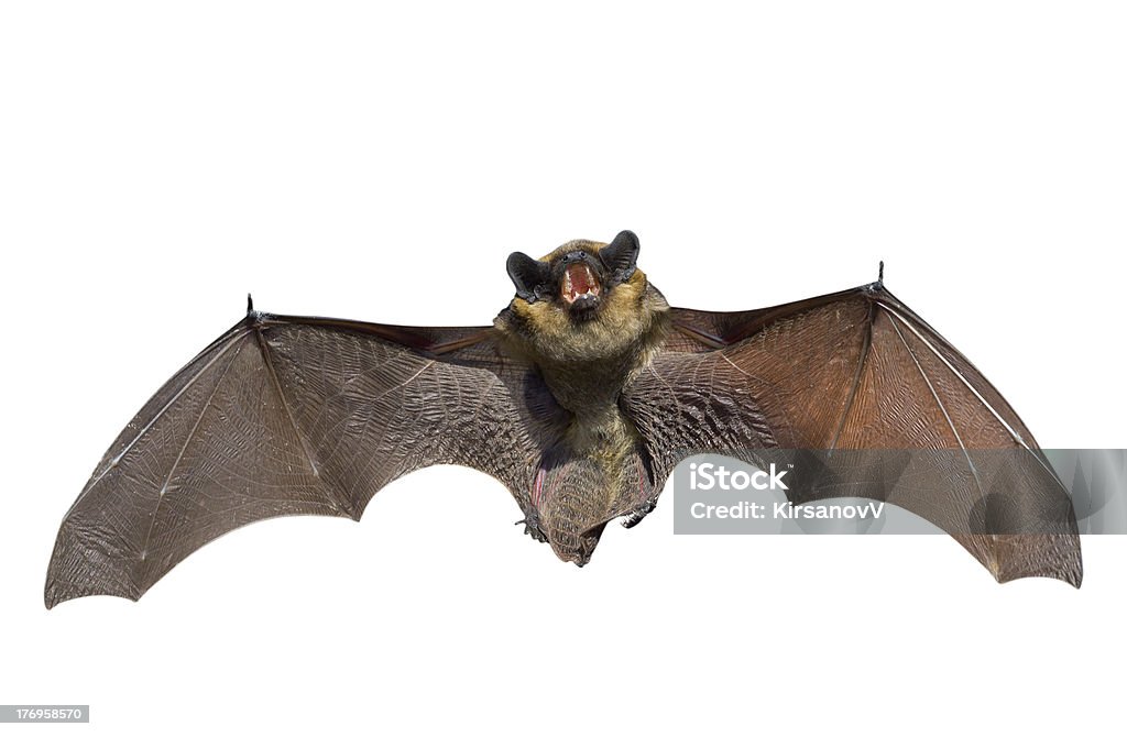 Bat - 로열티 프리 박쥐 스톡 사진