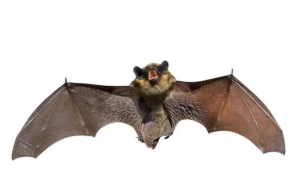 A close up of the small bat. Isolated on white.