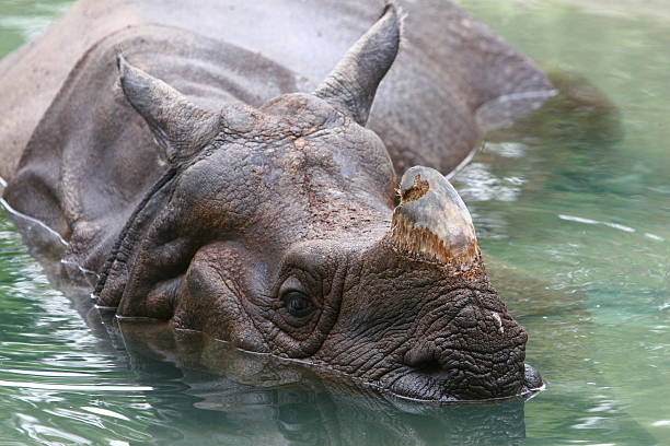 Indian Rhinoceros In Water stock photo