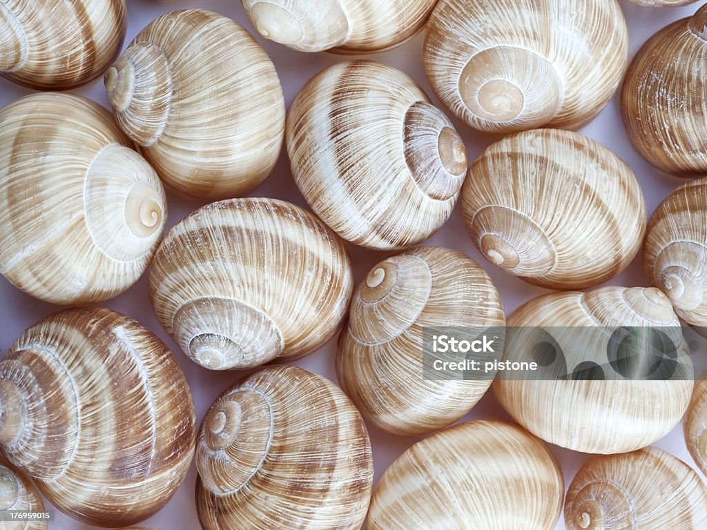 Snailshell grupy - Zbiór zdjęć royalty-free (Bez ludzi)