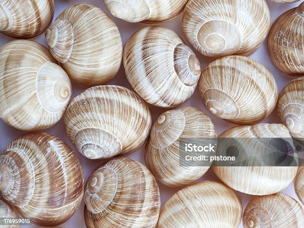 Snailshell Grupy - zdjęcia stockowe i więcej obrazów Bez ludzi - Bez ludzi, Bezkręgowce, Fotografika