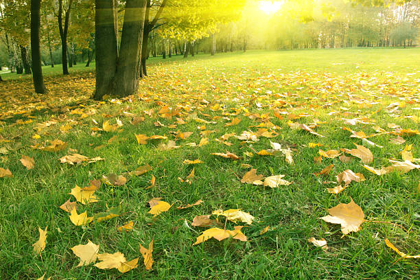 istock Sunset in autumn park. 176959295