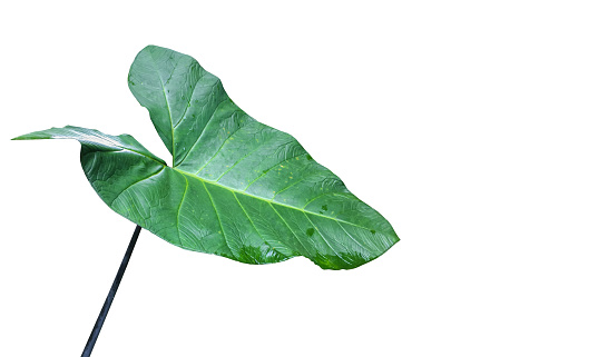 Isolated elephant ear leaf, giant taro leaf or black magic leaf with clipping paths.