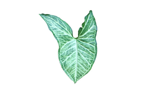 クワズイ - plant taro textured new leaf ストックフォトと画像