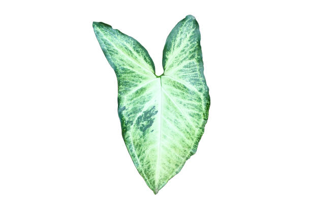 folha de alocasia caladium - plant taro textured new leaf - fotografias e filmes do acervo
