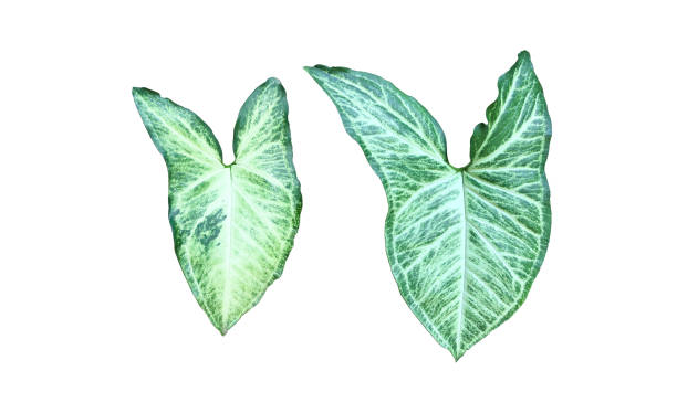 Alocasia Caladium leaf Isolated Alocasia Caladium leaf on white background with clipping paths. jusus stock pictures, royalty-free photos & images