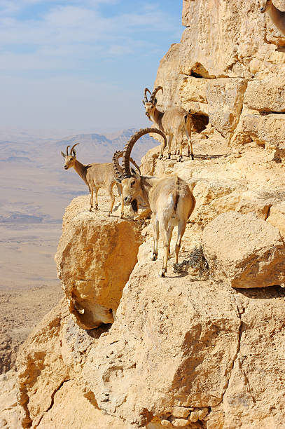istock Mountain goats in the Makhtesh Ramon 176959879