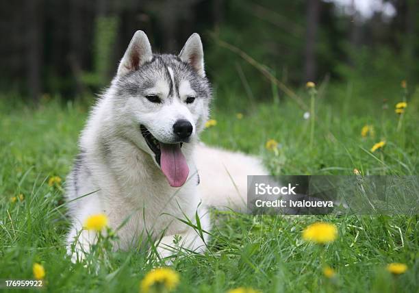 Siberian Husky Stock Photo - Download Image Now - Animal, Animal Hair, Animal Mouth