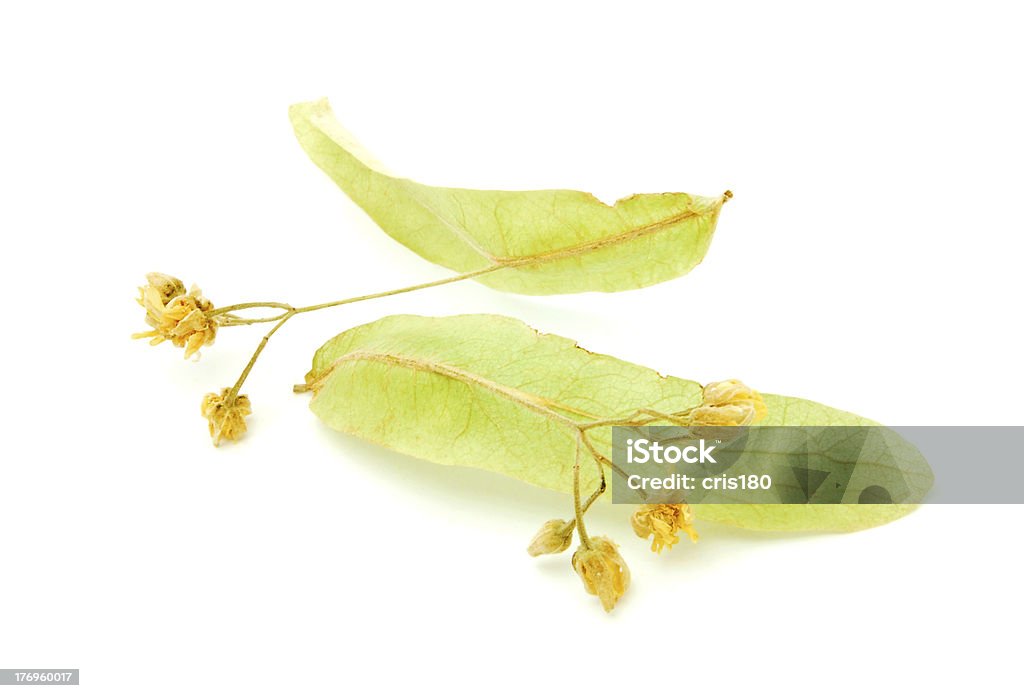 Seco chá linden flor - Foto de stock de Amarelo royalty-free