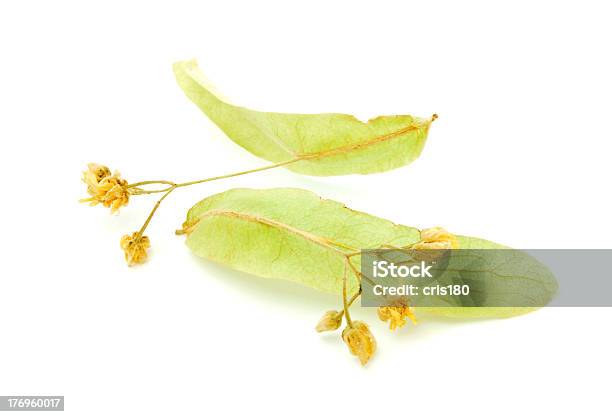 Foto de Seco Chá Linden Flor e mais fotos de stock de Amarelo - Amarelo, Branco, Cabeça da flor