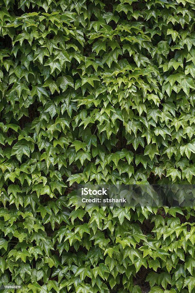 Ivy parete, verticale - Foto stock royalty-free di Abbondanza