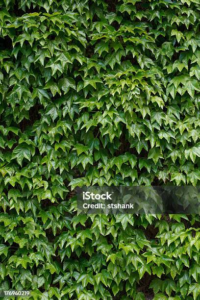 Ivy Parete Verticale - Fotografie stock e altre immagini di Abbondanza - Abbondanza, Architettura, Colore verde