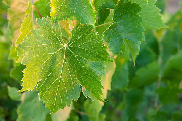 Grape Vine Leaves Background. stock photo