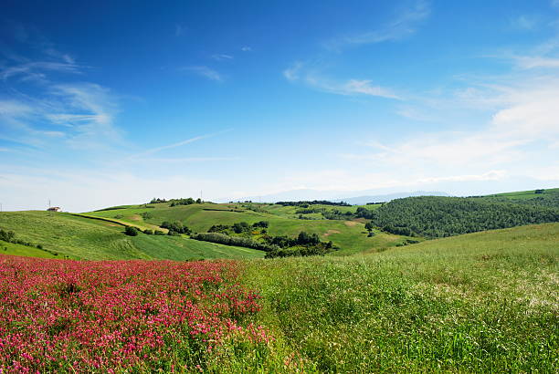 Early summer landscape stock photo