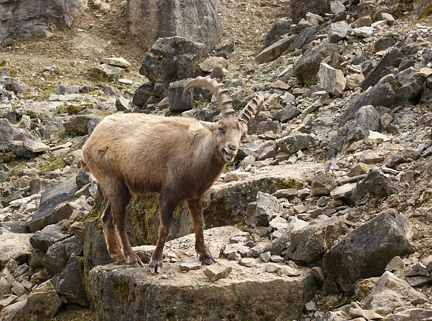Alpine Ibex in stony ambiance