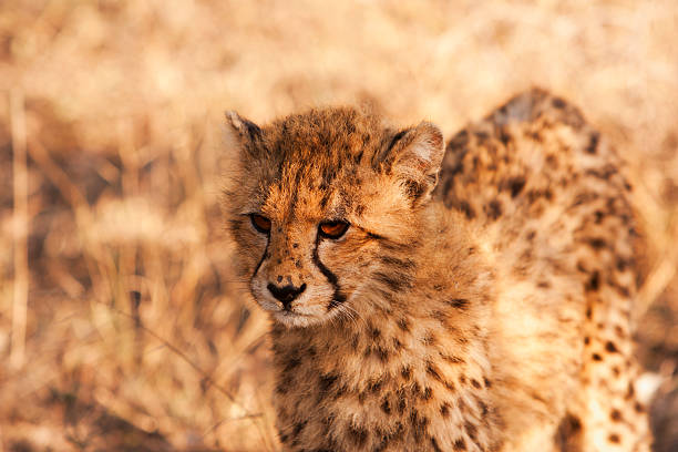 istock Cheetah Cub In The Wild 176960449