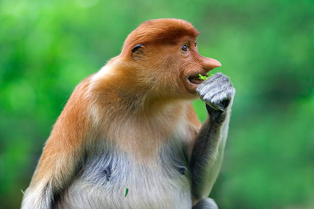 テングザル - monkey proboscis monkey malaysia island of borneo スト��ックフォトと画像