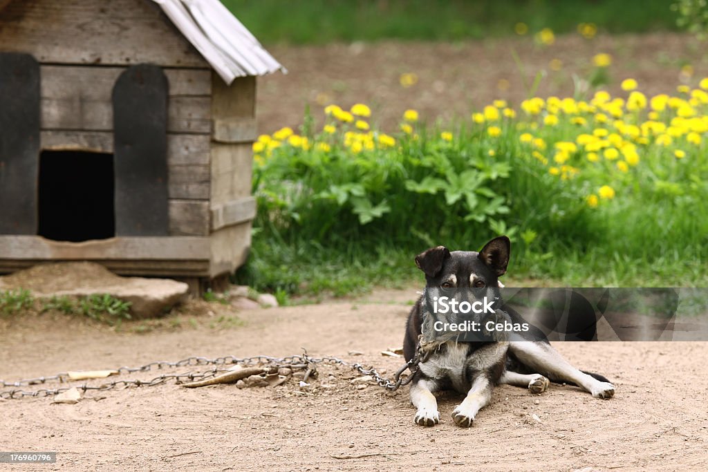 Dog Dog sitting beside kennel in very poor rural environment Animal Stock Photo