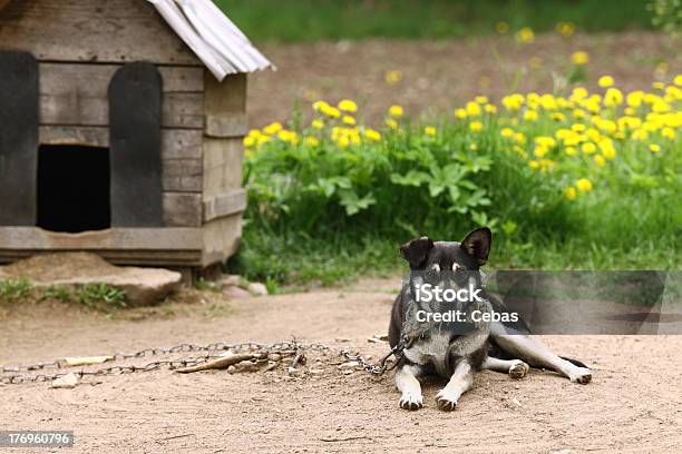 Dog Stock Photo - Download Image Now - Animal, Blossom, Canine - Animal