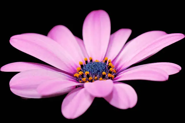 "close-up view of an osteospermum, blue eyed, purple flower"