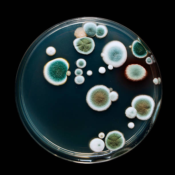 placa de petri con molde - penicillium fotografías e imágenes de stock