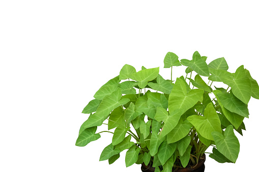 Isolated Alocasia Caladium leaf on white background with clipping paths.