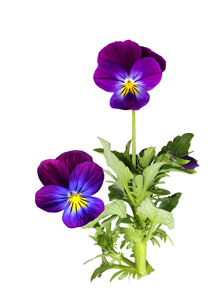 Purple pansy flower plant isolated on white