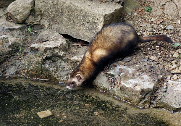 waterside Ferret in stony ambiance