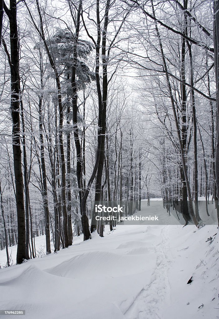 Zimowy Las w góry - Zbiór zdjęć royalty-free (Białe włosy)