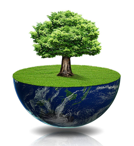 Tree on earth isolated stock photo