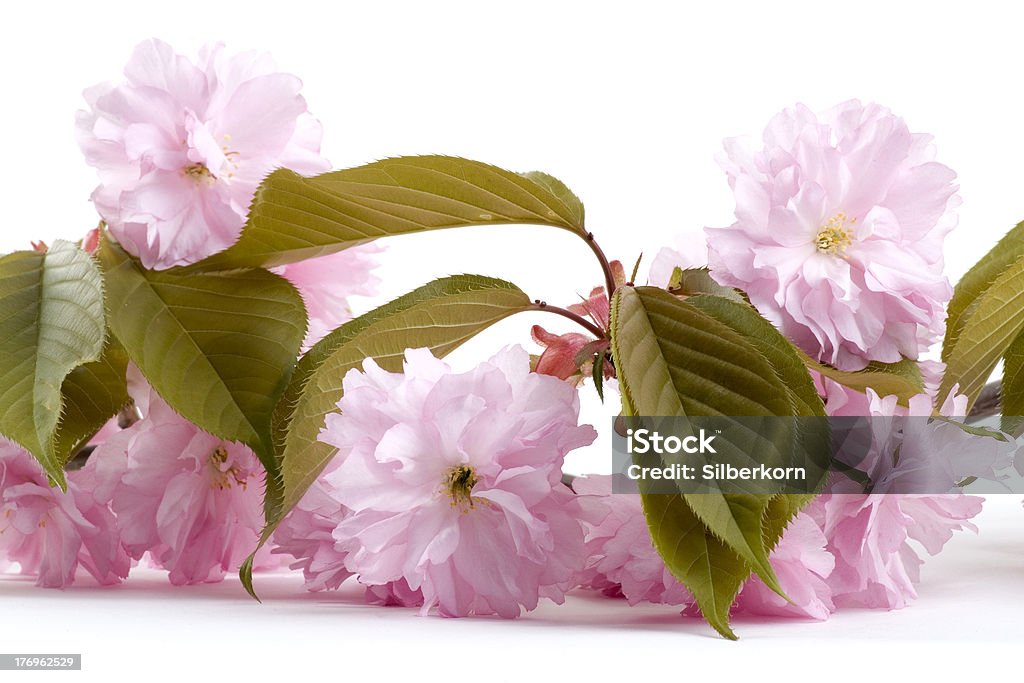 fiori di ciliegio giapponesi - Foto stock royalty-free di Albero