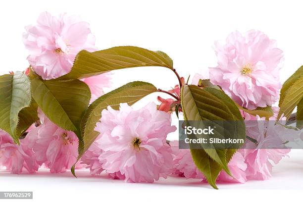 Fiori Di Ciliegio Giapponesi - Fotografie stock e altre immagini di Albero - Albero, Bellezza, Bellezza naturale