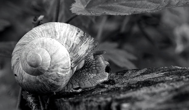 snail stock photo