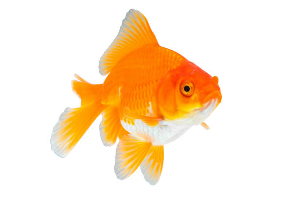 istock Oranda goldfish isolated on white background close up 1769628723