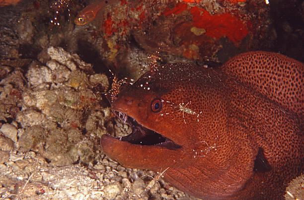 istock Moray eel and cleaner shrimps 176963045