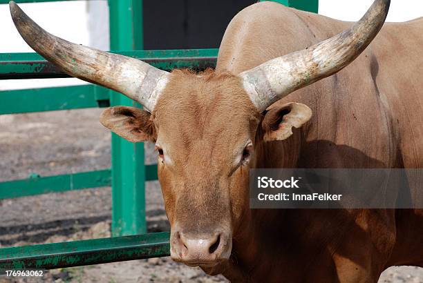 Longhorn Bydło W Obudowie - zdjęcia stockowe i więcej obrazów Brązowy - Brązowy, Bydło, Bydło domowe