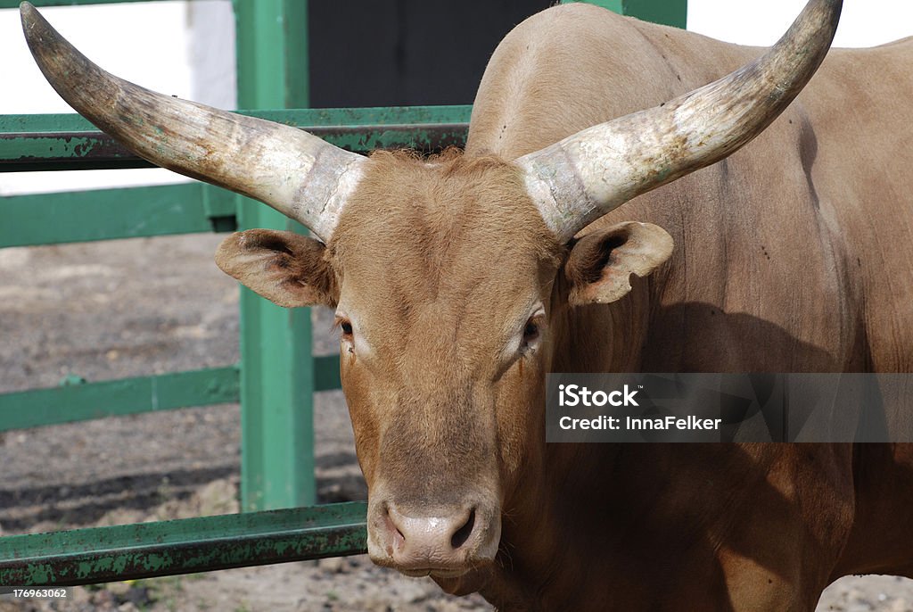 longhorn Steer em gaiola - Foto de stock de Agricultura royalty-free