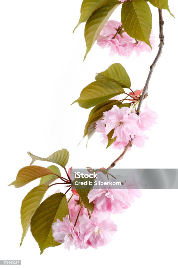 Japoński Kwiat wiśni - Zbiór zdjęć royalty-free (Bez ludzi)
