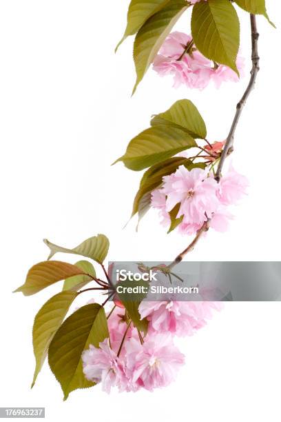 Foto de Flores De Cerejeira Japonesa e mais fotos de stock de Beleza - Beleza, Beleza natural - Natureza, Botão - Estágio de flora