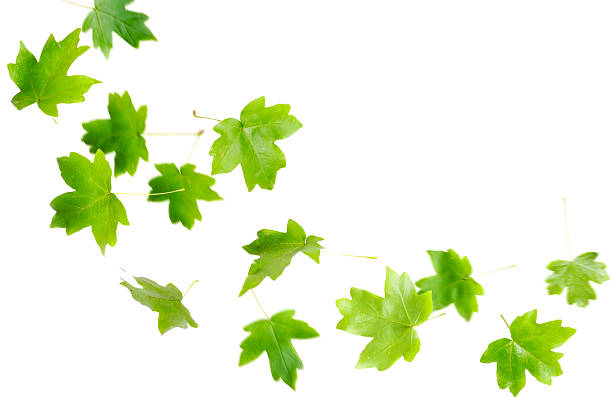sinkende grüne blätter - maple leaf maple leaf green stock-fotos und bilder