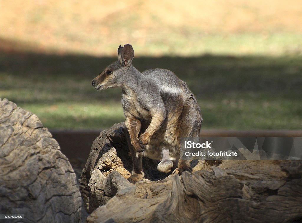 Australien, Zoologie - Lizenzfrei Alice Springs Stock-Foto