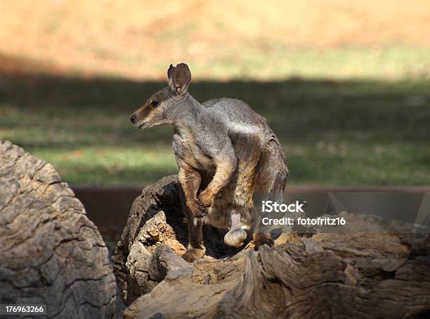 Australien Zoologie Stockfoto und mehr Bilder von Alice Springs - Alice Springs, Australien, Bergkänguruh