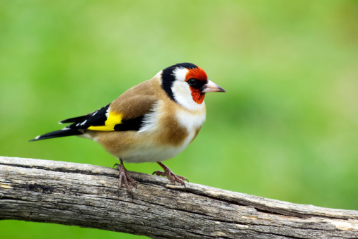 A European Goldfinch sitting on a plant, sunny morning, summer in northern France