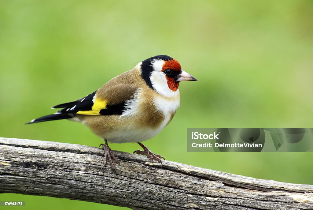 Goldfinh goldfinch Gold Finch Stock Photo