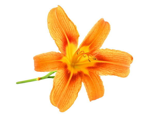 Orange Lily stock photo