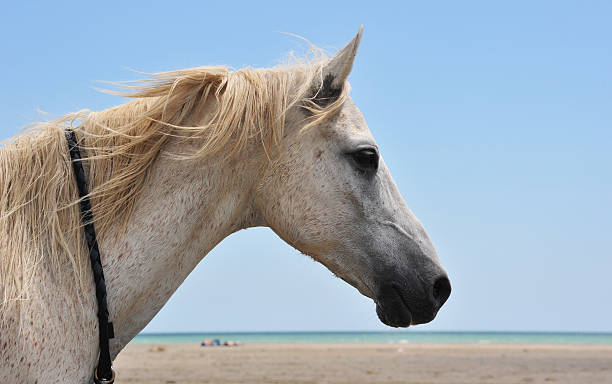 istock horse on the beach 176963681