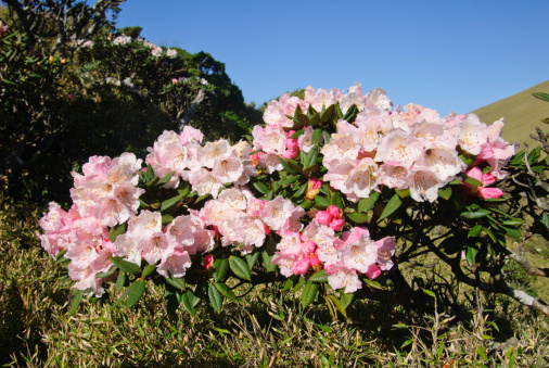 flower blossom in Taroko national park in Taiwan.