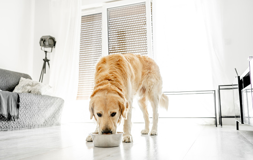 Golden retriever dog eating food at home