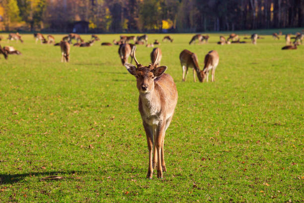 istock Young male red deer (Cervus elaphus) grazing in the meadow 1769638320